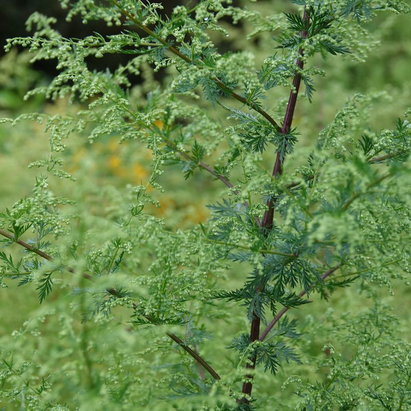 Graines et plants d'Artemisia annua - Armoise annuelle - Boutique